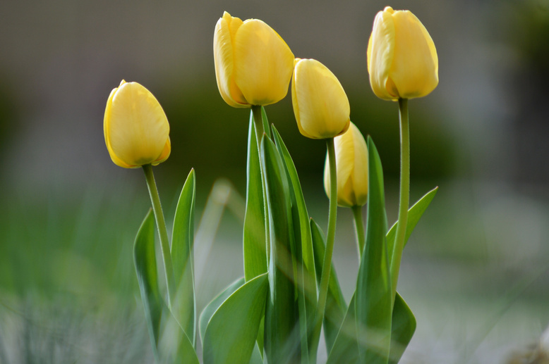 Yellow Tulips in Bloom