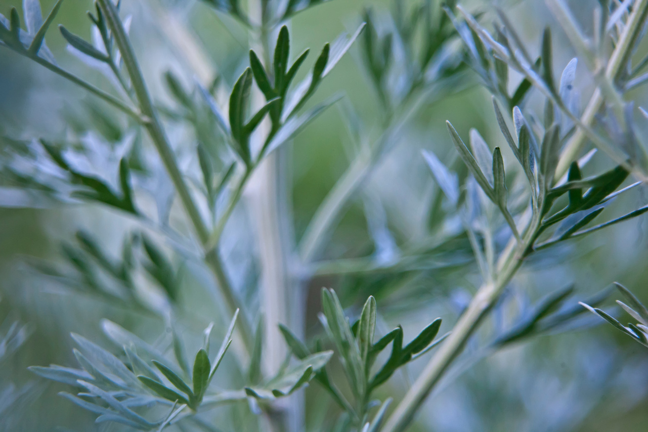 Mugwort plants