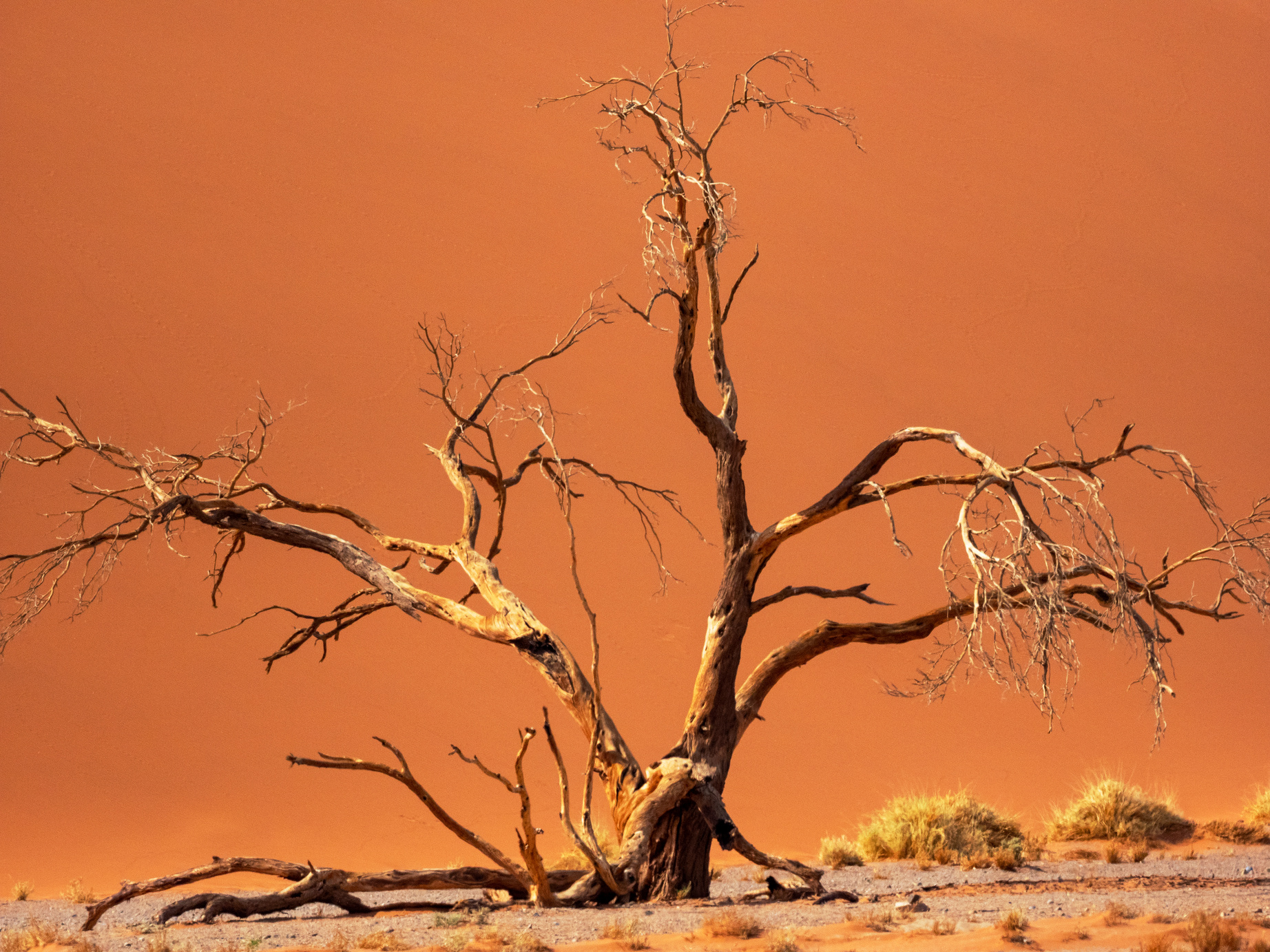 Desert with dead plant