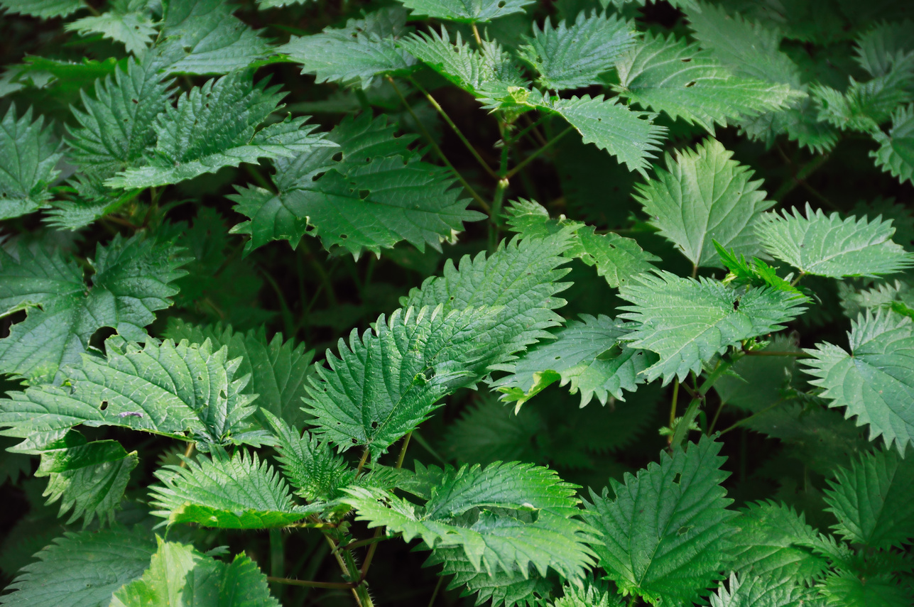 Stinging Nettle