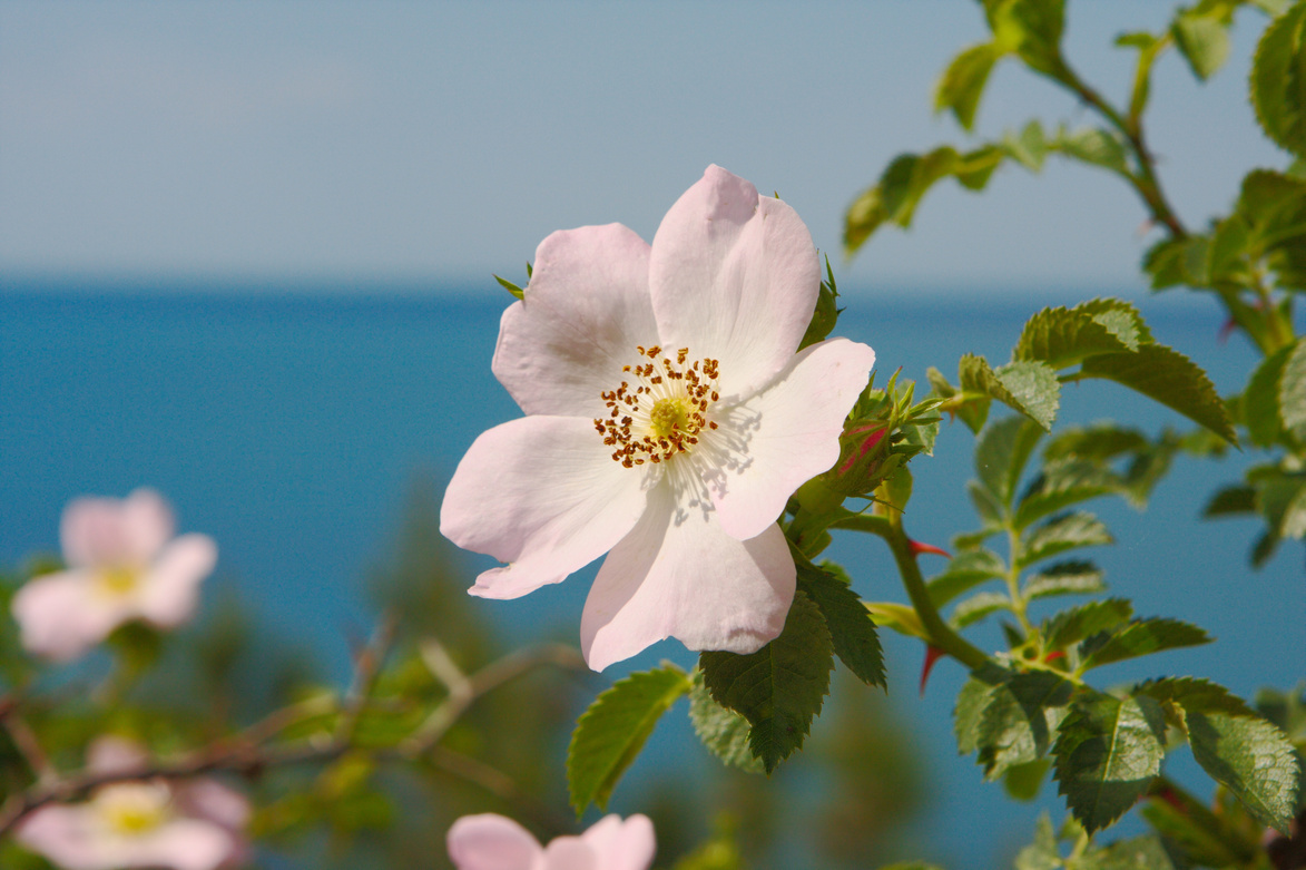 Wild rose blossom