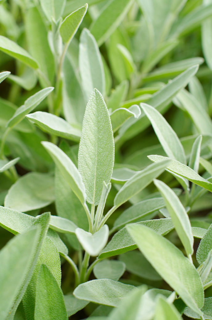 sage